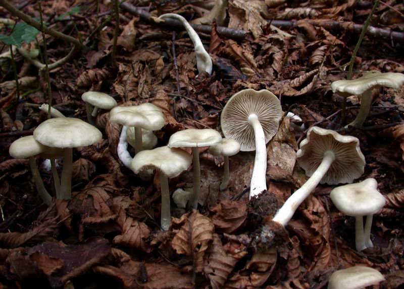 Escursione autunnale in Corsica - 3